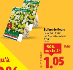 Lidl Bulbes de fleurs offre