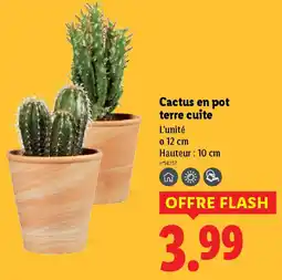 Lidl Cactus en pot terre cuite offre