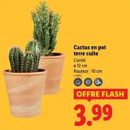 Lidl Cactus en pot terre cuite offre