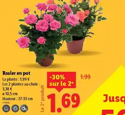 Lidl Rosier en pot offre