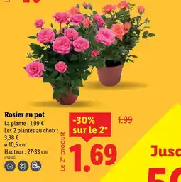 Lidl Rosier en pot offre