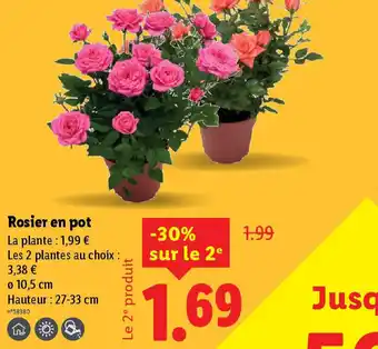 Lidl Rosier en pot offre