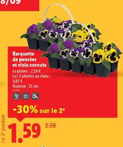 Lidl Barquette de pensées et viola cornuta offre