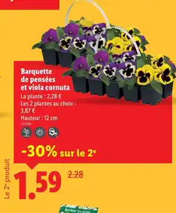 Lidl Barquette de pensées et viola cornuta offre