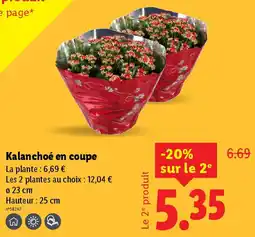 Lidl Kalanchoé en coupe offre