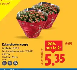 Lidl Kalanchoé en coupe offre