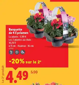Lidl Barquette de 4 Cyclamen offre