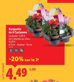 Lidl Barquette de 4 Cyclamen offre