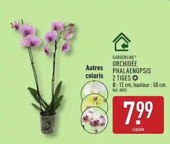 ALDI GARDENLINE Orchidée phalaenopsis 2 tiges offre