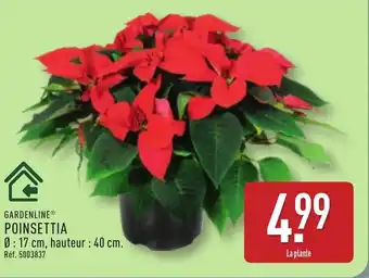 ALDI GARDENLINE Poinsettia offre