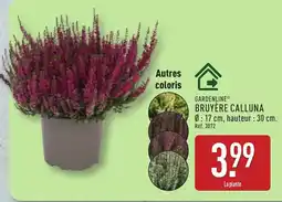 ALDI GARDENLINE Bruyère calluna offre