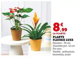 Bi1 Plante fleurie luxe offre