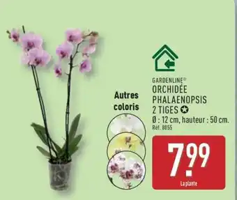 ALDI ORCHIDÉE PHALAENOPSIS 2 TIGES offre