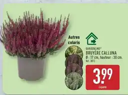 ALDI Bruyère Calluna offre