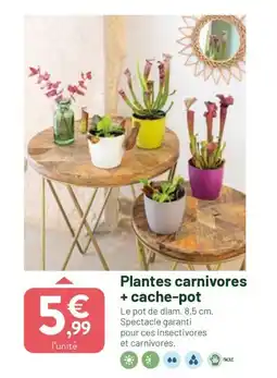 VillaVerde Plantes carnivores + cache-pot offre
