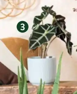 VillaVerde Alocasia 'Polly' + cache-pot offre