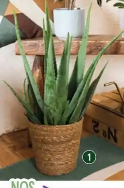 VillaVerde Aloe + vannerie offre