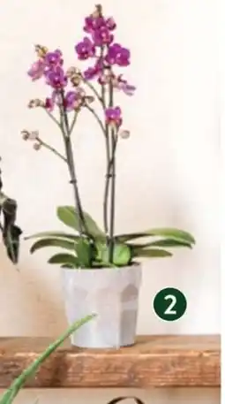 VillaVerde Orchidée papillon + cache-pot offre