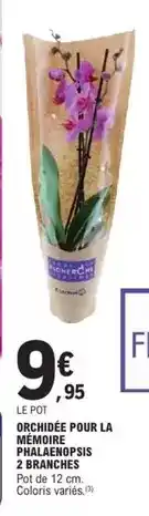 E.Leclerc Express Orchidée pour la mémoire pihalae-nopsis 2 branches offre