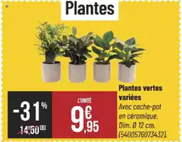 Bricorama Plantes vertes variées offre