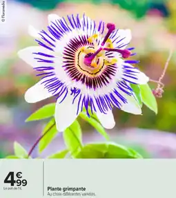 Carrefour Market Plante grimpante offre
