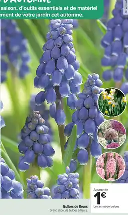 Carrefour Market Bulbes de fleurs offre
