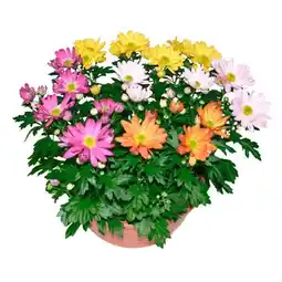 Carrefour Coupe de chrysanthème offre