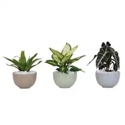 Carrefour Coupe de plante verte offre