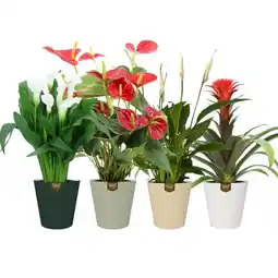 Carrefour Plante fleurie offre