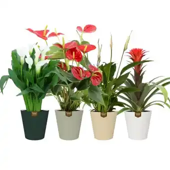Carrefour Plante fleurie offre