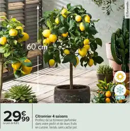 Carrefour Market Citronnier 4 saisons offre