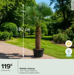 Carrefour Market Palmier chanvre offre