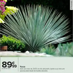 Carrefour Market Yucca offre