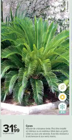 Carrefour Market Cycas offre