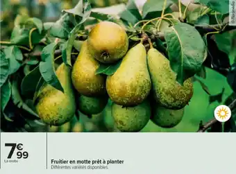 Carrefour Market Fruitier en motte prêt à planter offre