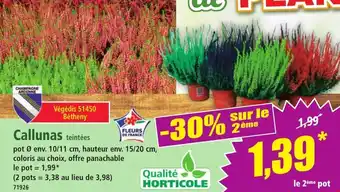 Norma Callunas teintées offre