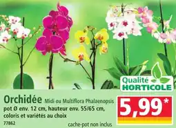 Norma Orchidée offre