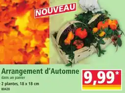 Norma Arrangement d'Automne offre