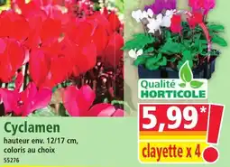 Norma Cyclamen offre