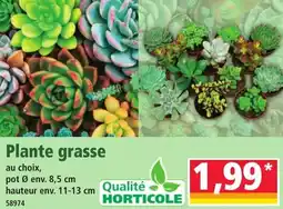 Norma Plante grasse offre