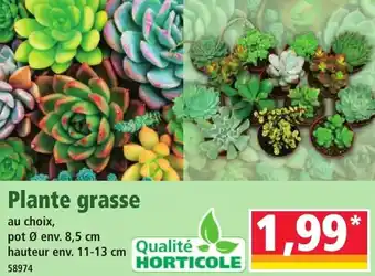 Norma Plante grasse offre