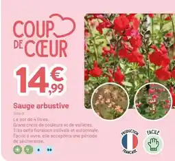 VillaVerde Facile - sauge arbustive offre