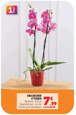 Super U Orchidee 2 tiges offre