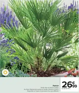 Carrefour Drive Palmier offre
