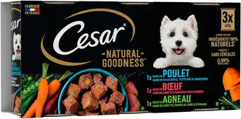 Match Cesar terrine pour chien adulte offre