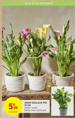 Intermarché Hyper Arum couleur pot offre