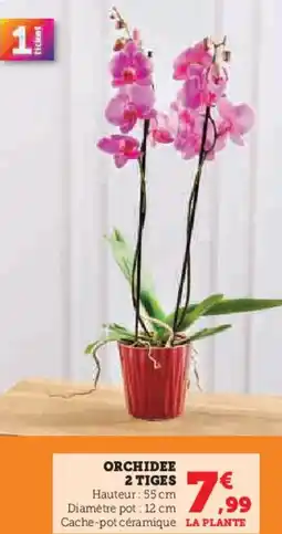 Hyper U Orchidee 2 tiges offre