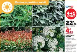 Hyper U Plantes de haies offre