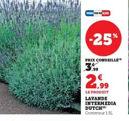 Hyper U Lavande intermedia dutch offre