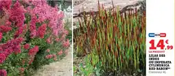 Hyper U Lilas des indeou imperata cylindrica red baron offre